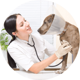 Veterinarian examining a dog in a cone