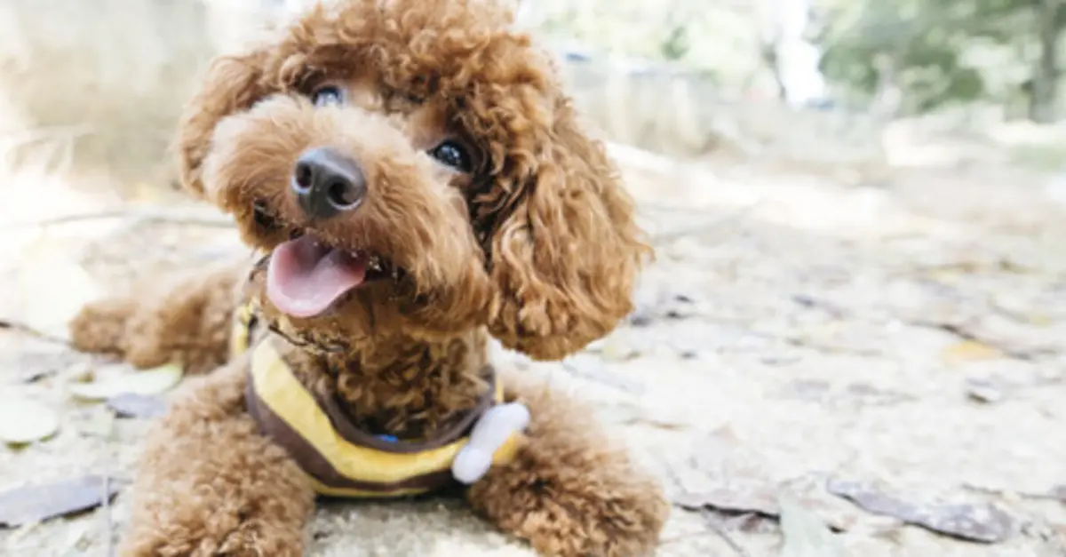 Hypoallergenic Dogs: 10 Best Breeds for People with Allergies