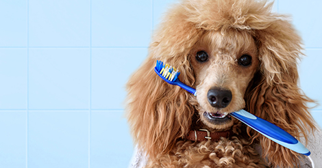 does petplan cover dental treatment for dogs