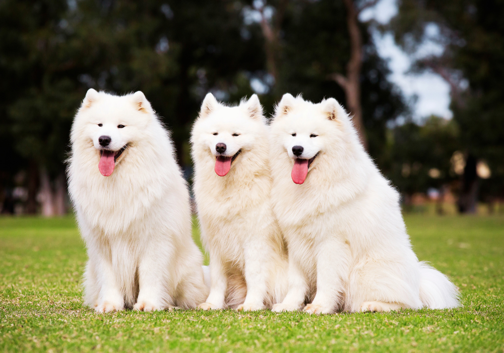 are samoyed dogs expensive