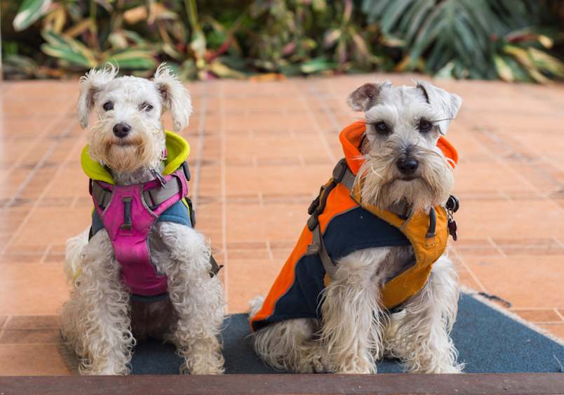 Two adorable schnoodles with light-colored wavy coats sit side by side on a terracotta patio wearing bright safety harnesses in pink/yellow and orange/black, showcasing the compact schnoodle size that results from the schnauzer poodle mix, while their alert posture and attentive expressions highlight the intelligent, friendly schnoodle personality that makes them excellent companion dogs.