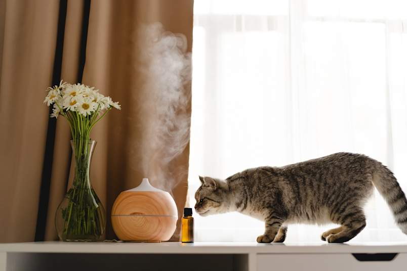 A gray tabby cat leans in to sniff a small bottle of essential oil beside an active aromatherapy diffuser releasing visible vapor.