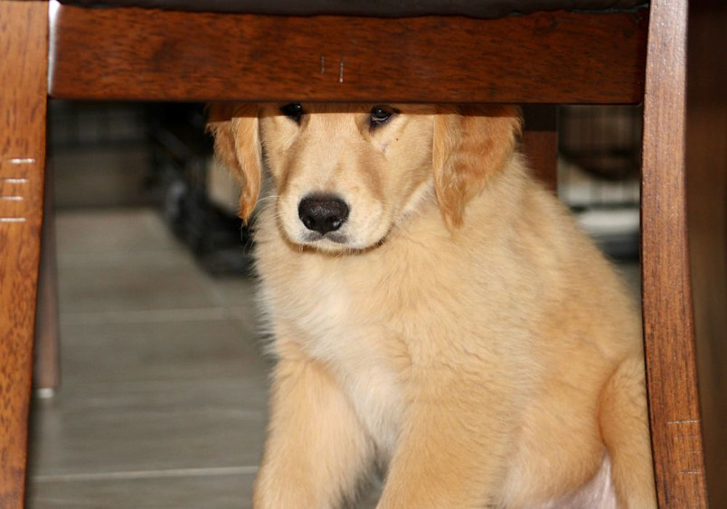 A nervous-looking Golden Retriever peering out from beneath a wooden table or chair, displaying typical thunderstorm anxiety behavior as they seek a confined, secure space during stormy weather.