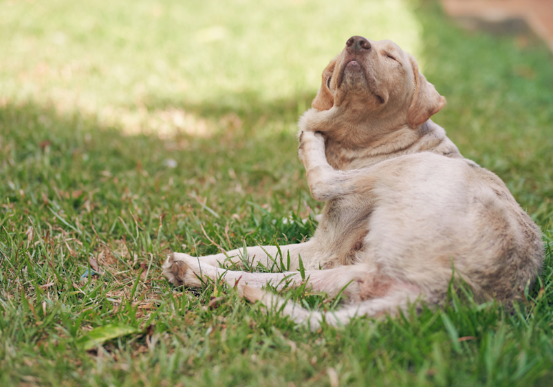 A dog with thick wrinkled skin, likely a Shar-Pei breed, lies on its back in green grass showing signs of seasonal allergies, with its head tilted backward and body position suggesting it may be trying to scratch or relieve itching.