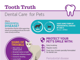 Pet Dental Infographic