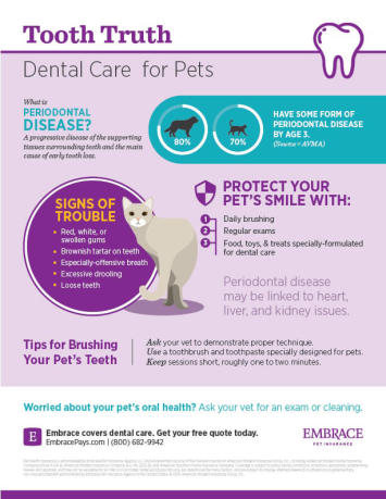 Pet Dental Infographic
