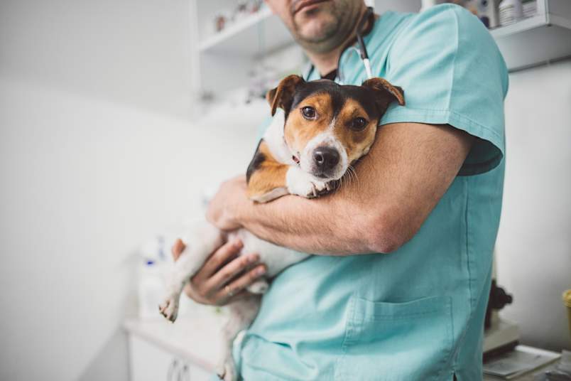 A male veterinarian in teal scrubs with a stethoscope around his neck gently cradling a small Jack Russell Terrier in his arms inside a veterinary clinic, with the dog appearing calm but alert. This image captures a tender, reassuring moment that many pet parents experience when seeking answers to why is my dog shaking, especially with smaller breeds prone to trembling. 