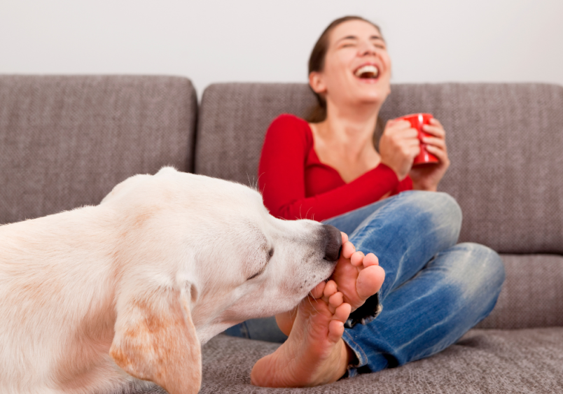 A woman laughs on a couch while a dog licks her foot, making us ask questions like "why do dogs lick you?" and "why does my dog lick me so much?" Dogs often lick to show affection, taste human skin, or as a sign of submission.