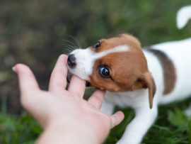puppy biting hand