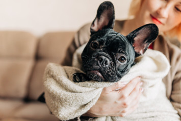 Owner holding a black French Bulldog after getting it for a good price.