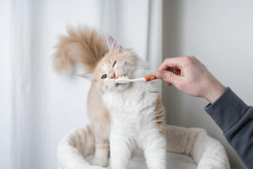 Periodontal disease in shop cats treatment cost