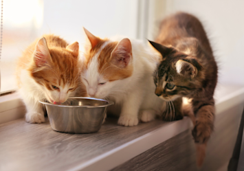 How much to feed a kitten? Three young cats—an orange tabby, a white kitten, and a brown tabby—gather around a small metal food bowl on a ledge, perfectly illustrating the common question about appropriate portion sizes and feeding frequencies based on kitten feeding charts by age.