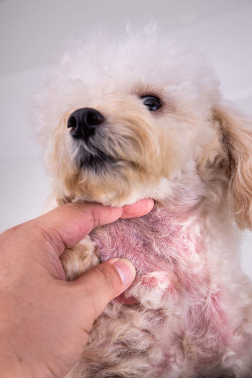 A hand lifts the chin of a small cream poodle to reveal inflamed, reddened skin on its chest and neck, the kind of visible irritation that sends owners searching for answers.
