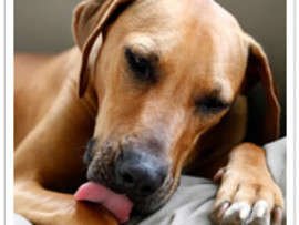 obsessive-compulsive behavior in dogs