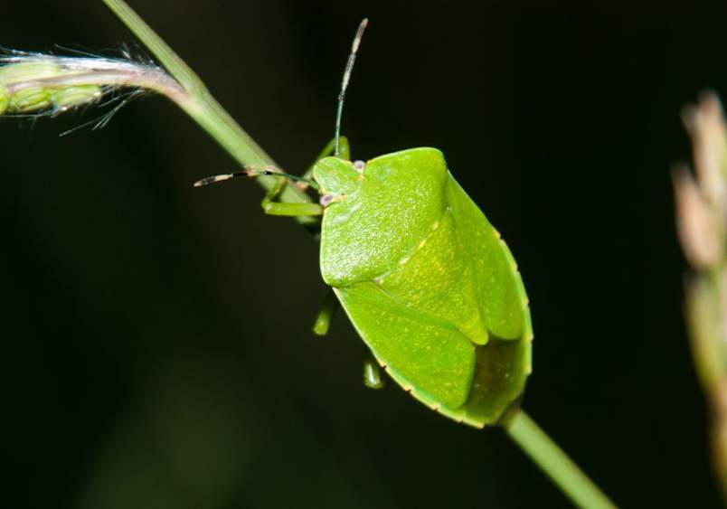 A vivid green stink bug with distinctive shield-shaped body perches on a thin plant stem against a dark background, highlighting the insect that pet owners worry about when dogs encounter or consume stink bugs.