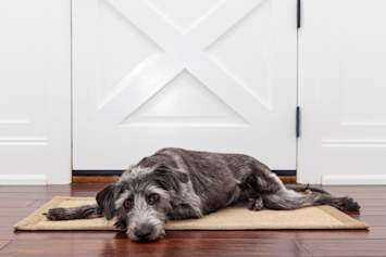Anxious dog laying by door