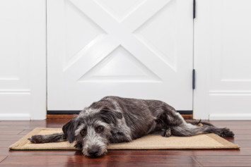 Anxious dog laying by door