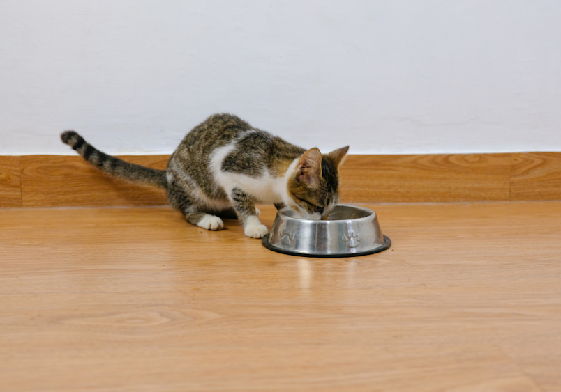 A tabby and white cat eats from a stainless steel bowl with paw-print designs on a light hardwood floor. While watching your feline enjoy mealtime is heartwarming, it's crucial to know about dangerous foods cats should never eat. Understanding what can cats not eat helps prevent accidental poisoning—curious kitties may sample anything left within reach. 