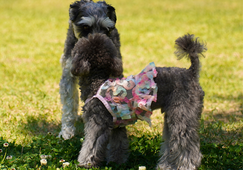 Two playful schnoodles with dark, curly coats frolic in a sunlit grassy area, one wearing a colorful patterned bandana, perfectly demonstrating the lively schnoodle personality and social nature that makes this schnauzer poodle mix such a beloved companion dog