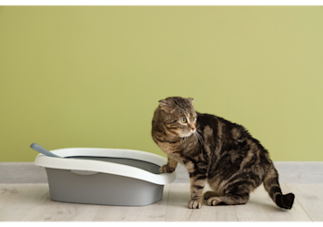 Understanding how to clean litter box properly, including how often to clean litter box and the best way to clean cat litter box, is essential for both cat health and household cleanliness,
