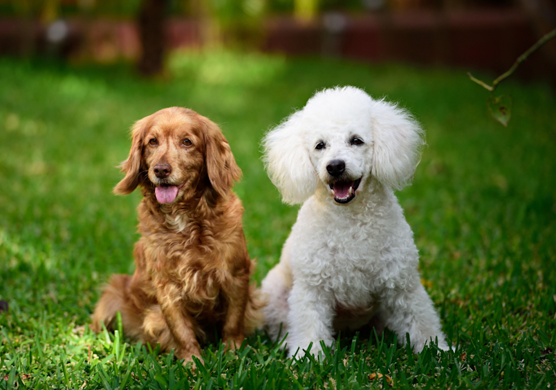 Two friendly dogs sitting in grass - a golden-brown Cocker Spaniel and a white poodle. Mix these two tgether, and you'd get a Cockapoo.