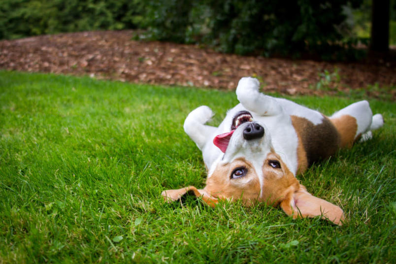 Puppy rolling in the grass 