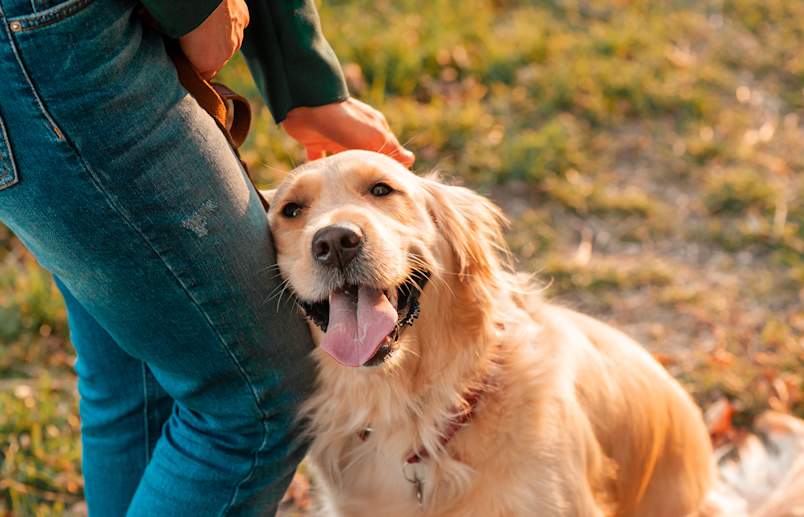 A happy golden retriever presses close against its owner's leg in a sunlit park, tongue out and being petted, the picture of an affectionate, well-loved dog. 