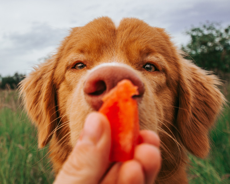 Person Holding Watermelon Chunk to Dog