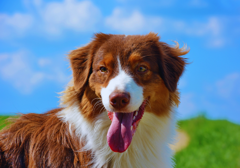 A brown and white australian shepherd smiling for his picture