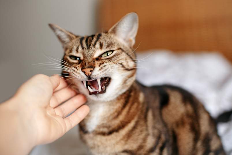 A tabby cat hisses and bares its teeth as a hand reaches toward it — a clear warning sign that this cat doesn't like to be held or touched right now. If your cat hates being picked up, reactions like hissing, swatting, or growling are their way of setting boundaries.
