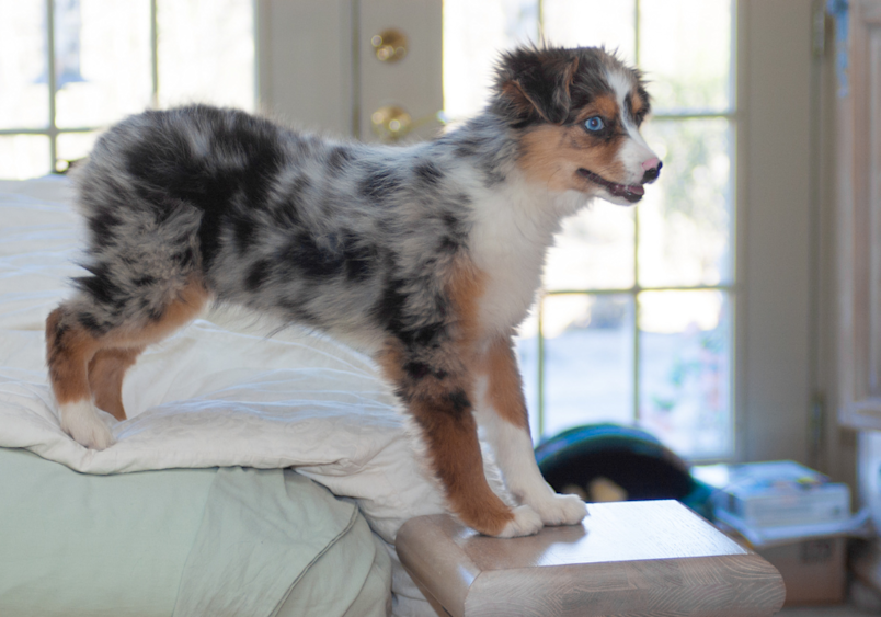 Blue merle mini Australian shepherd puppy with copper and white markings standing alert on the arm of a light-colored couch, showcasing its distinctive speckled coat pattern while natural light streams through windows in the background.