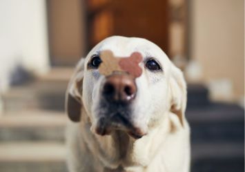 An endearing close-up of a cream-colored Labrador Retriever showing impressive self-control with a bone-shaped treat balanced on its nose, perfectly capturing the heartwarming anticipation of homemade Christmas dog treats