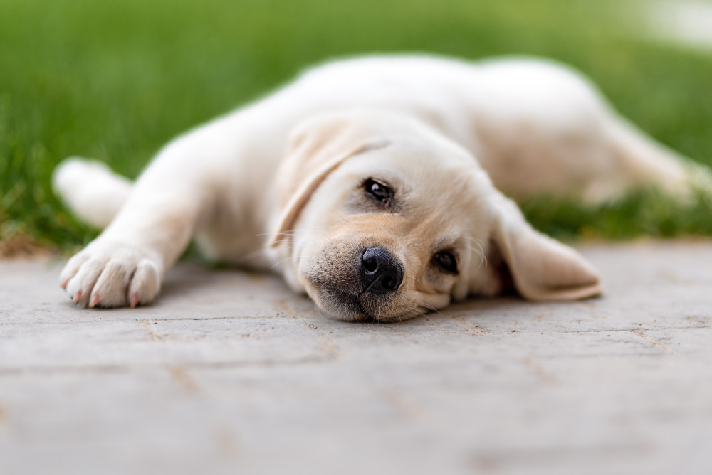 Can puppies get parvo sale even if they are vaccinated