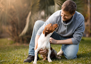 How do dogs view humans? In this image, one can see a man in a gray hoodie sitting on green grass in a sunlit outdoor setting, gently petting and making eye contact with his Jack Russell terrier, showcasing the special bond between humans and dog.