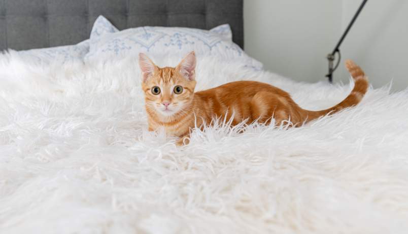 A young healthy orange tabby kitten lounges on a plush white blanket against a softly styled bedroom backdrop, looking calmly toward the camera. 