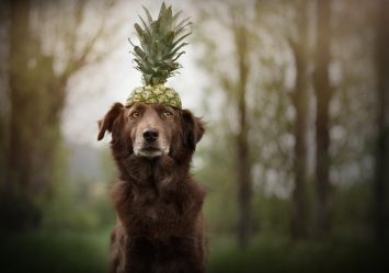 A brown dog sitting with a pineapple crown on its head where an owner could be wondering, "can dogs eat pineapple?" and "Is pineapple good for dogs?