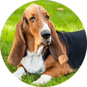 are basset hounds expensive