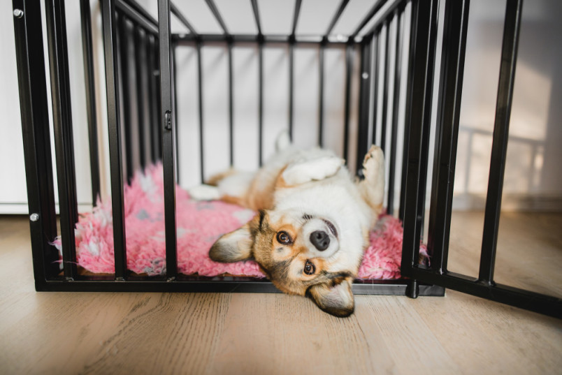 Dog in crate laying upside down