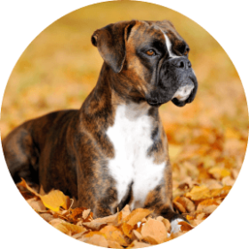 Dog Insurance for Your Boxer | Embrace Pet Insurance