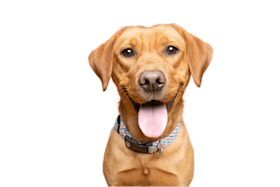 dog smiling at the camera