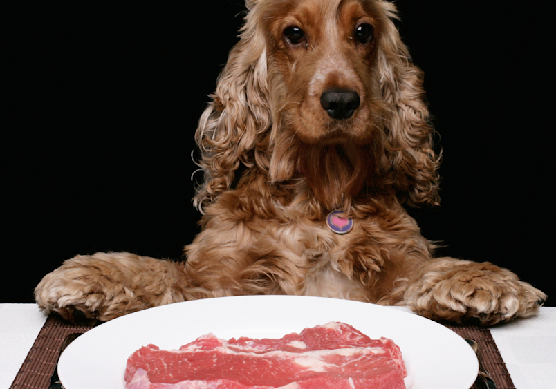 A golden cocker spaniel with curly ears stares longingly at a raw steak on a plate, perfectly capturing the question many pet owners ask about whether dogs can eat raw beef or if raw food diets are appropriate for their furry friends.