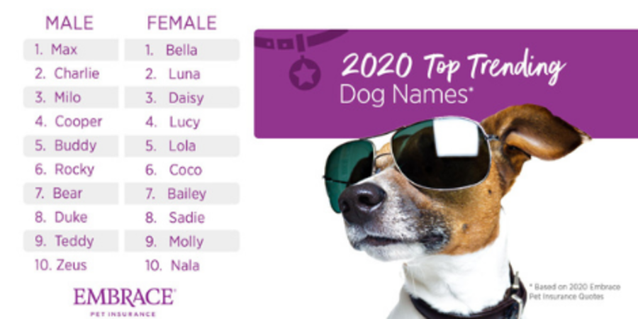 Top male dog 2024 names