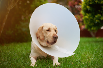 An adorable dog is seen wearing a traditional dog cone collar more humorously known as cone of shame. But what's not humorous is the expression the poor dog is wearing, its owner might have to look for dog cone alternatives the next time around. 