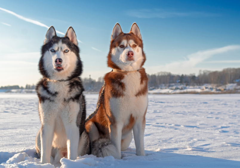 The image shows two fluffy Siberian Huskies in a snowy Winter background. The Siberian Husky dog breed has been considered or listed as one of the Most Popular Dog Breeds 2024. One of the Siberian Husky has a black and white coat, and the other has a brown and white coat.