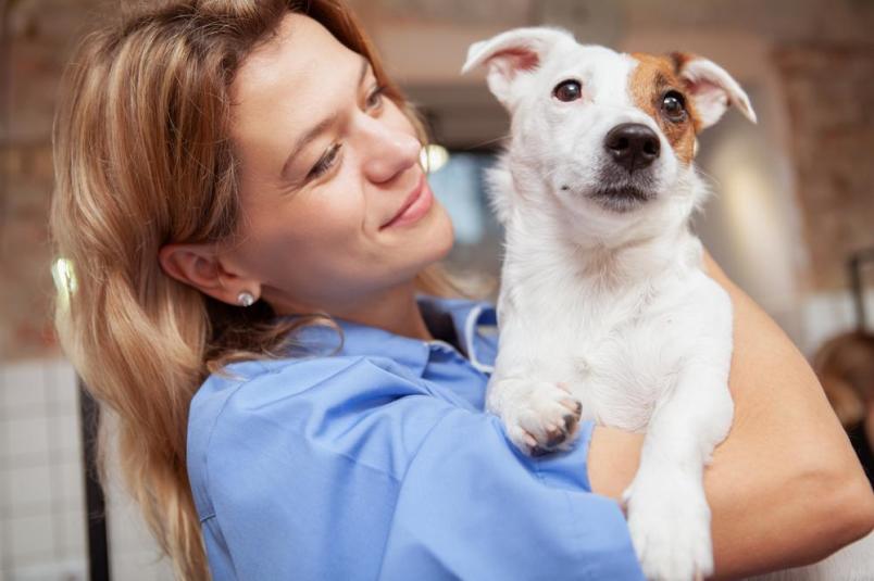 a dog being comforted by its owner after experiencing the cost of getting microchipped