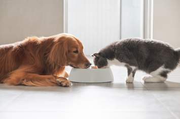 A friendly Golden Retriever and a fluffy gray and white cat sharing a single food bowl on a clean tiled floor in a bright indoor space. This heartwarming image of a multi-pet household captures the daily reality many pet parents face when balancing feeding routines for dogs and cats together. 