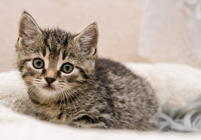 A kitten patiently waiting for her human to look at her vaccination schedule, to go get her kitten shots.