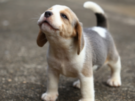 beagle puppy howling