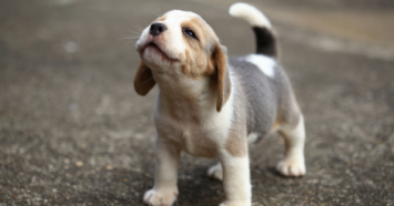 beagle puppy howling