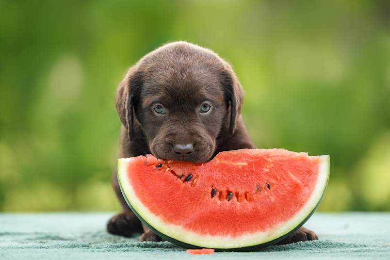 A chocolate Labrador puppy with soft blue eyes leans over a big slice of watermelon and takes a bite, seeds and all, against a bright green summer blur.